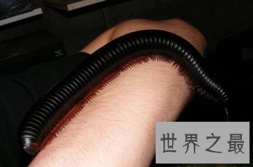【图】巨型马陆被人们成为海洋爬行霸王 它又称为千足