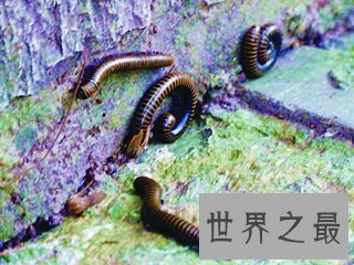 【图】巨型马陆被人们成为海洋爬行霸王 它又称为千足