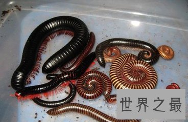 【图】巨型马陆被人们成为海洋爬行霸王 它又称为千足
