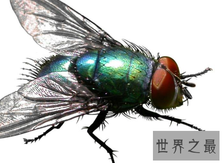 【图】苍蝇为什么总搓手原来不是动画里有的镜头