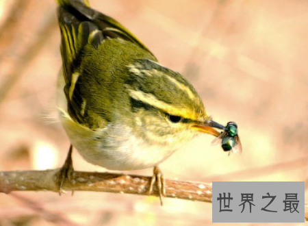 【图】苍蝇为什么总搓手原来不是动画里有的镜头