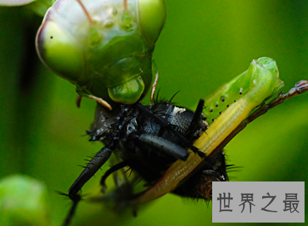 【图】苍蝇为什么总搓手原来不是动画里有的镜头