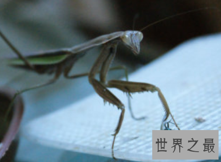 【图】苍蝇为什么总搓手原来不是动画里有的镜头