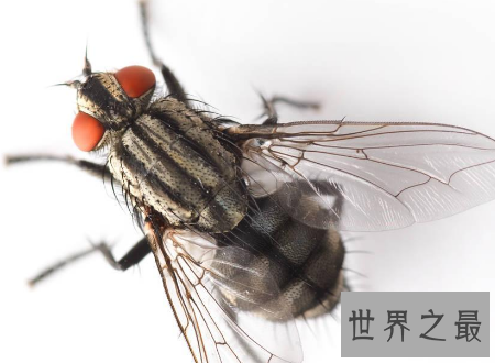 【图】苍蝇为什么总搓手原来不是动画里有的镜头