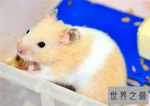 【图】金丝熊吃什么 饲养金丝熊需求留意什么