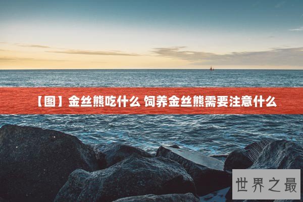 【图】金丝熊吃什么 饲养金丝熊需要注意什么 【图】金丝熊吃什么 饲养金丝熊需要注意什么