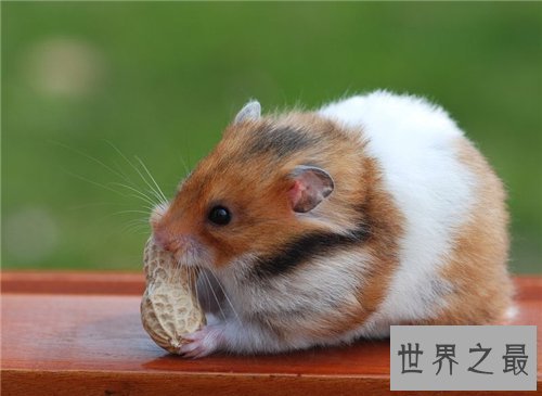 【图】金丝熊吃什么 饲养金丝熊需求留意什么