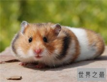 【图】金丝熊吃什么 饲养金丝熊需要注意什么
