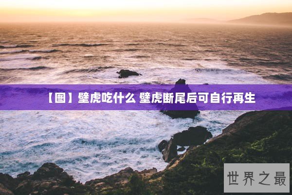 【图】壁虎吃什么 壁虎断尾后可自行再生 【图】壁虎吃什么 壁虎断尾后可自行再生