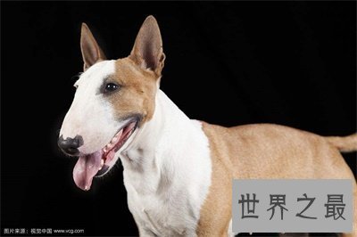 【图】据说斗牛梗长得像孙红雷 这狗太凶猛了