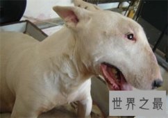 【图】听说斗牛梗长得像孙红雷 这狗太厉害了