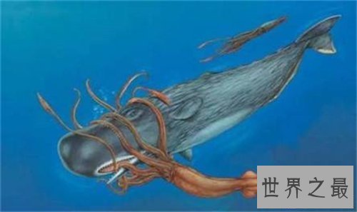 【图】大王乌贼图片引见 人类见过长达20多米的乌贼