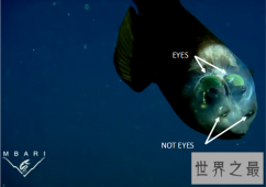 【图】首次发现管眼鱼被称深海怪鱼 一种离开深海就死