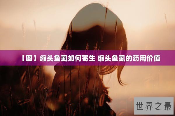 【图】缩头鱼虱如何寄生 缩头鱼虱的药用价值 【图】缩头鱼虱如何寄生 缩头鱼虱的药用价值