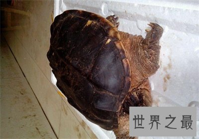【图】养真鳄龟的人真是勇气可嘉 看图片都不敢接近