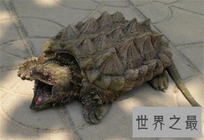 【图】养真鳄龟的人真是勇气可嘉 看图片都不敢接近
