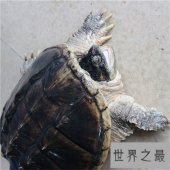 【图】养真鳄龟的人真是勇气可嘉 看图片都不敢靠近