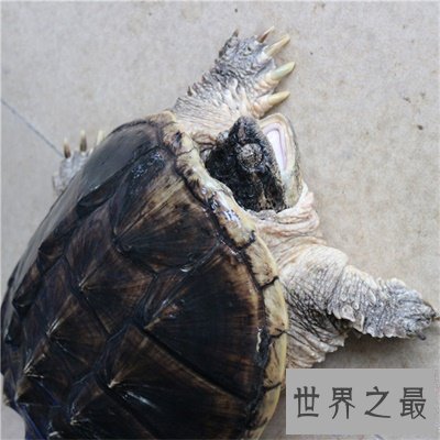 【图】养真鳄龟的人真是勇气可嘉 看图片都不敢接近