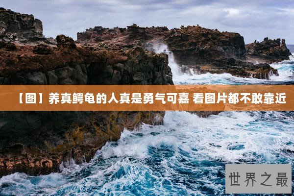 【图】养真鳄龟的人真是勇气可嘉 看图片都不敢靠近