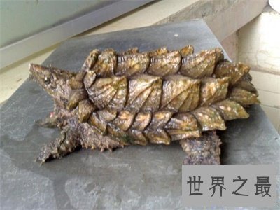 【图】养真鳄龟的人真是勇气可嘉 看图片都不敢接近