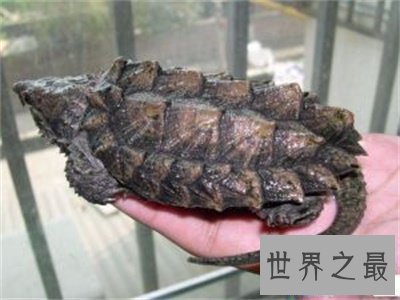 【图】养真鳄龟的人真是勇气可嘉 看图片都不敢接近