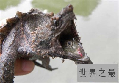【图】养真鳄龟的人真是勇气可嘉 看图片都不敢接近