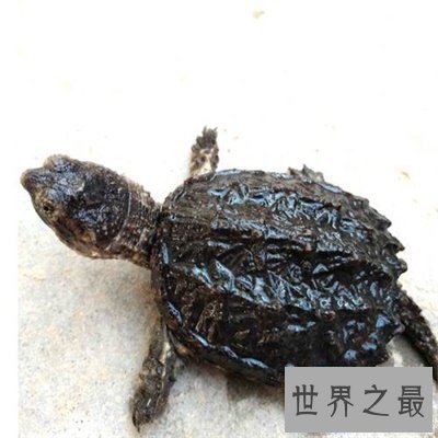 【图】养真鳄龟的人真是勇气可嘉 看图片都不敢接近