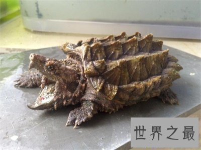 【图】养真鳄龟的人真是勇气可嘉 看图片都不敢接近