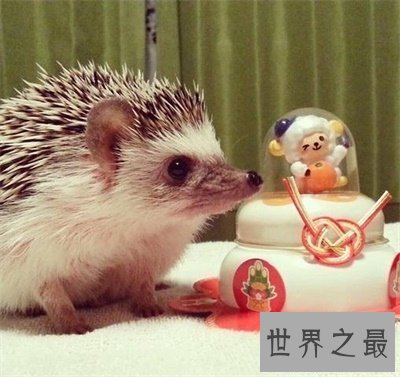 【图】宠物刺猬这么可恶 看完文章你就知道能不能养一