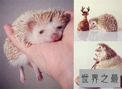 【图】宠物刺猬这么可恶 看完文章你就知道能不能养一