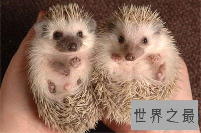 【图】宠物刺猬这么可恶 看完文章你就知道能不能养一