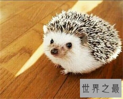 【图】宠物刺猬这么可恶 看完文章你就知道能不能养一
