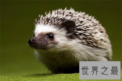 【图】宠物刺猬这么可恶 看完文章你就知道能不能养一