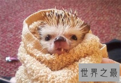 【图】宠物刺猬这么可恶 看完文章你就知道能不能养一