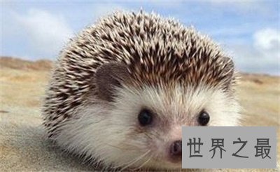 【图】宠物刺猬这么可恶 看完文章你就知道能不能养一