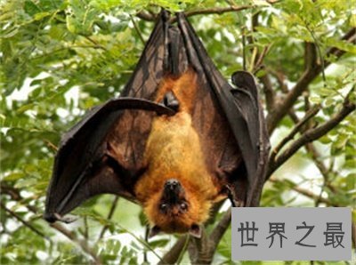 【图】狐蝠这货色看着好可怕 带你了解一下这货终究是