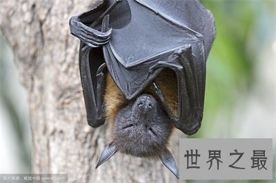 【图】狐蝠这货色看着好可怕 带你了解一下这货终究是