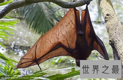 【图】狐蝠这货色看着好可怕 带你了解一下这货终究是