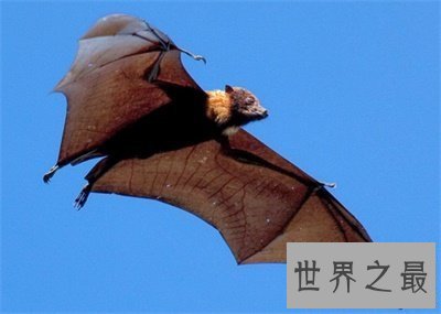 【图】狐蝠这货色看着好可怕 带你了解一下这货终究是
