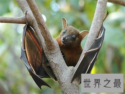【图】狐蝠这货色看着好可怕 带你了解一下这货终究是