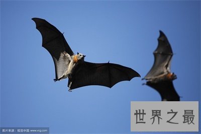 【图】狐蝠这货色看着好可怕 带你了解一下这货终究是