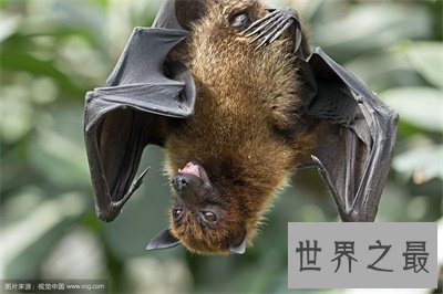 【图】狐蝠这货色看着好可怕 带你了解一下这货终究是