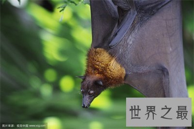 【图】狐蝠这货色看着好可怕 带你了解一下这货终究是