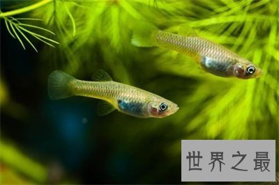 【图】食蚊鱼看起来这么小 没想到危害这么大呢