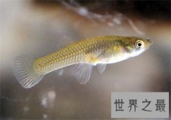 【图】食蚊鱼看起来这么小 没想到危害这么大呢