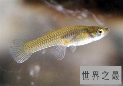 【图】食蚊鱼看起来这么小 没想到危害这么大呢