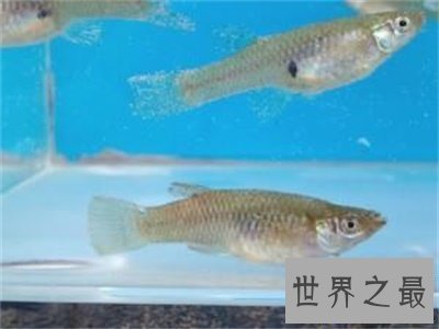 【图】食蚊鱼看起来这么小 没想到危害这么大呢