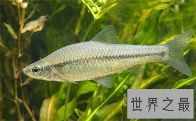 【图】食蚊鱼看起来这么小 没想到危害这么大呢