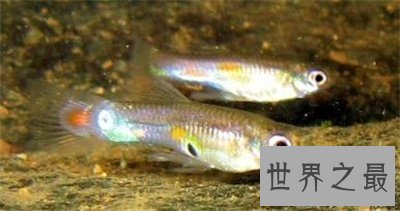 【图】食蚊鱼看起来这么小 没想到危害这么大呢