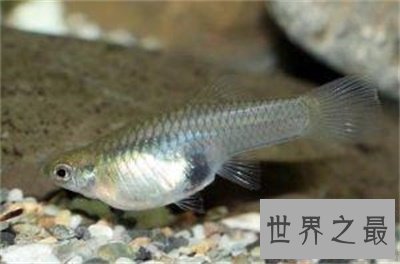 【图】食蚊鱼看起来这么小 没想到危害这么大呢